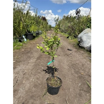 BERBERYS na pniu kulisty zielony - sadzonki 50 / 70 cm